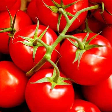 Lycopin-Extrakt zur antioxidativen Unterstützung 1