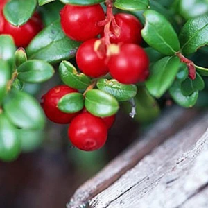 Cranberry-Extrakt für die Gesundheit der Augen 1