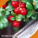 Organic Pumpkin Seed Oil - - Acmey 1
