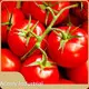 Plant Extract - - Acmey 1