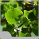 Best Organic Pumpkin Seed Oil by Acmey 1