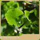 Plant Extract by Acmey-2 1