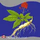 Borage Seed Oil Supplement by Acmey 1