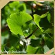 Organic Pumpkin Seed Oil Wholesale - Acmey-1 1