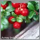 Pumpkin Seed Oil Organic Cold Pressed Wholesale - Acmey-1 1