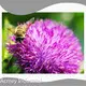 Best Borage Oil Supplement Wholesale - Acmey 1
