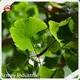 Herb Extract Supplier Wholesale - Acmey-1 1