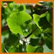 Organic Cold Pressed Pumpkin Seed Oil - - Acmey-1 1