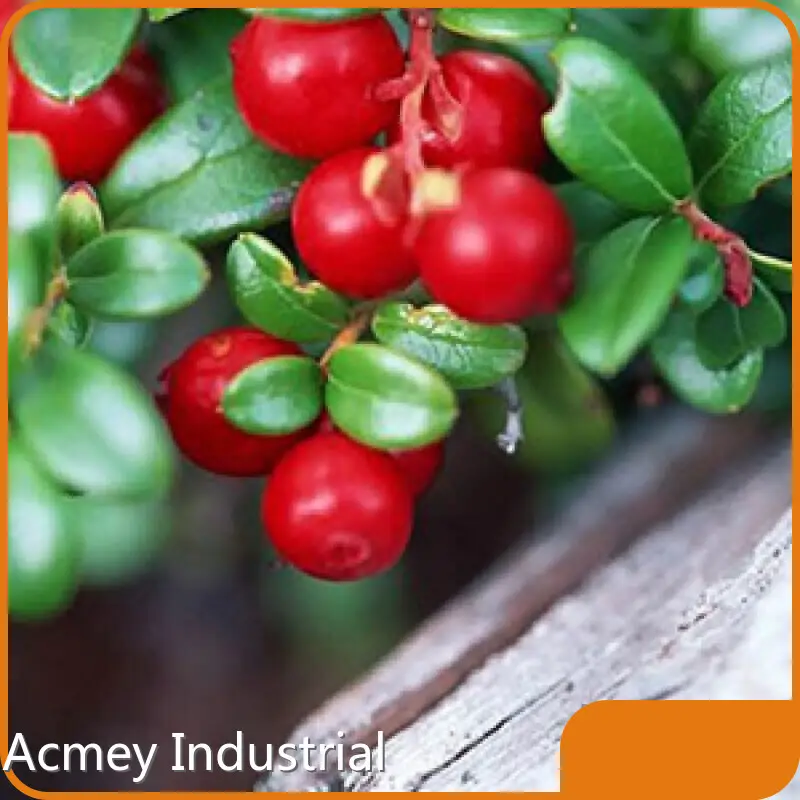 Borage Seed Oil Supplement - - Acmey-2 1