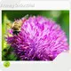 Borage Seed Oil Supplement Wholesale - Acmey-1 1