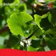 Dietary Supplements Ingredients Wholesale - Acmey-4 1
