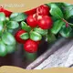 Dietary Supplements Ingredients by Acmey-2 1