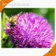 Borage Oil Supplements for Skin Wholesale - Acmey-1 1