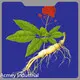 Borage Oil Supplement - - Acmey-2 1