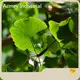 Organic Plant Extract Supplier - - Acmey-1 1