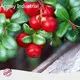 Dietary Supplements Ingredients Wholesale - Acmey-5 1