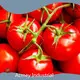 Botanical Extracts Suppliers - - Acmey 1