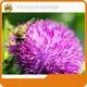 Dietary Supplements Ingredients Wholesale - Acmey-6 1
