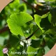 Cold Pressed Pumpkin Seed Oil by Acmey-2 1