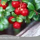Plant Extract Supplier - - Acmey-1 1