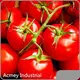 Organic Pumpkin Seed Extract - - Acmey-1 1