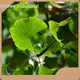 Organic Pumpkin Seed Extract by Acmey 1
