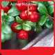 Organic Pumpkin Seed Extract - - Acmey-3 1