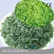 Plant Extract Supplier by Acmey-2 1