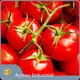 Herb Extract Supplier by Acmey-2 1