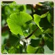 Borage Oil Supplement - - Acmey-3 1