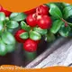 Best Pumpkin Seed Oil for Skin Wholesale - Acmey-5 1