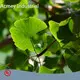 Herb Extract Supplier by Acmey-3 1