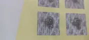 Anti Counterfeit Sticker PET - - LLR Packaging 6