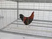 Outdoor Chicken Cage Black; Electrophoresis;manufacturing 2