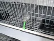 Lefeng Cage Cage Factory Rex Rabbit Cage Factorysupplier 5