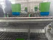 Cages for Bunny Rabbits Factory Price About 120 Kg 8