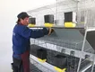 Lefeng Cage Chicken Breeding Cages SPYFTL50QA3Bfactory Price 4