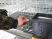 Lefeng Cage Chicken Breeding Cages SPYFTL50QA3Bfactory Price 7