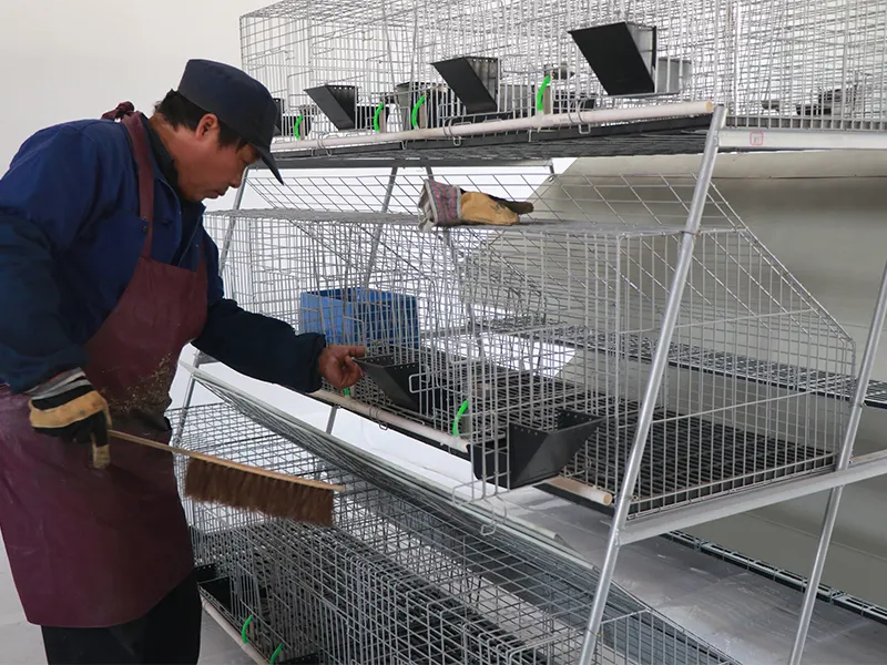 Lefeng Cage Chicken Breeding Cages SPYFTL50QA3Bfactory Price 5
