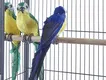 Hot Selling Breeding Cage 8