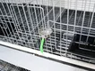 Bird Cage 50cm Wide X 60cm Deep (optional Specifications) by Lefeng Cage 6