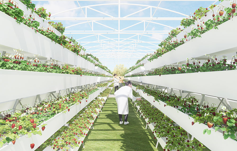 Lyine vertical hydroponic strawberry growing system project in ...