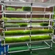 Seed Starting Rack Qingdao/Shanghai by Lyine 5