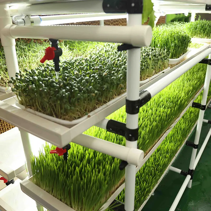 Seed Starting Rack Qingdao/Shanghai by Lyine 2