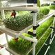 Seed Starting Rack Qingdao/Shanghai by Lyine 2