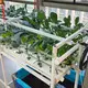 Best Nft Hydroponic System Upply 5