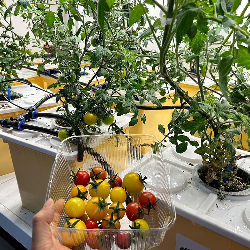 Dutch Bucket Grow System Qingdao/Shanghai - - Lyine 3