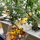 Dutch Bucket Grow System Qingdao/Shanghai - - Lyine 3