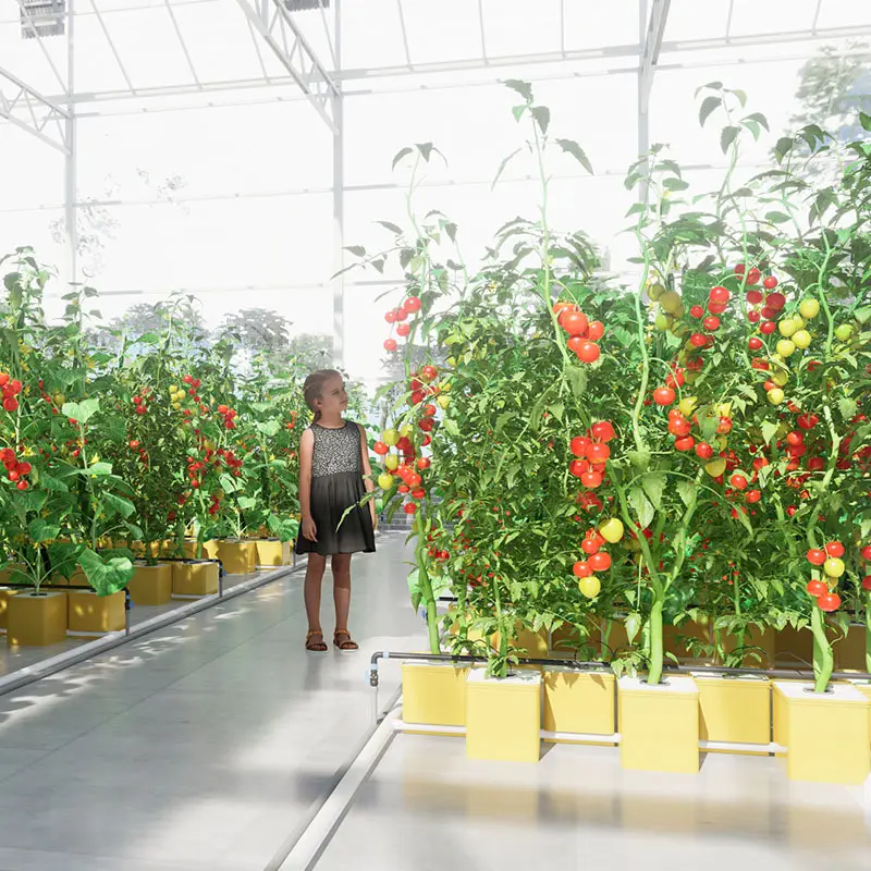 Dutch Bucket Grow System Qingdao/Shanghai - - Lyine 2