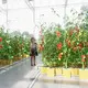 Dutch Bucket Grow System Qingdao/Shanghai - - Lyine 2